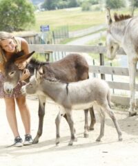 Animal park: Donkey park Maltatal