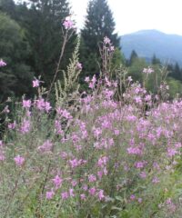 Wandelen: Villacher Alpengarten